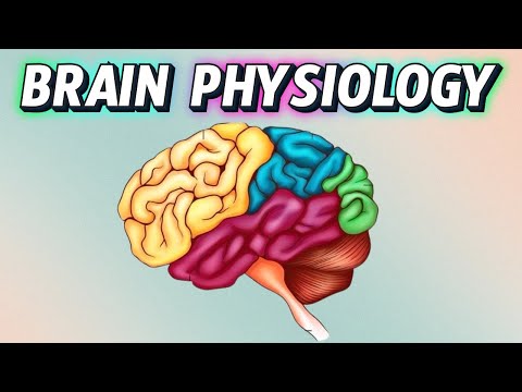 The Shocking Secret About Your Brain (You Won’t Believe It!) Brain Physiology
