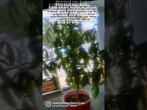 My dying cannabis plant brought back to life!!!