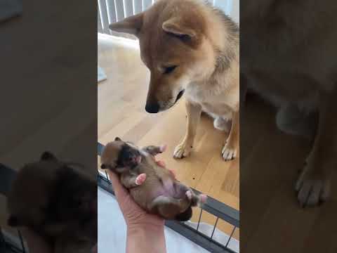 Shiba Inu puppy meeting Daddy 😍