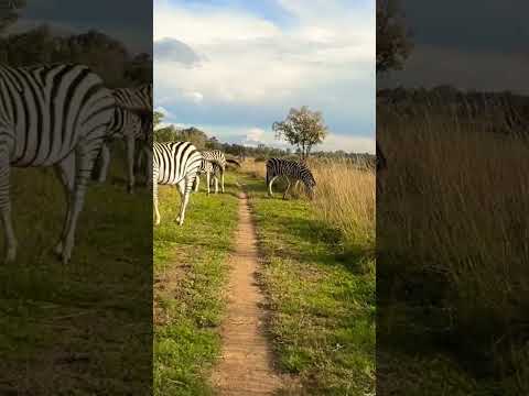 @investec you forgot your Zebra behind… pass the roadblock and off to the floating bridge…
